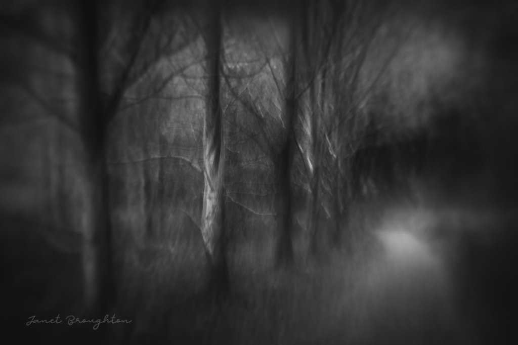 black and white ICM photography in the woods with a Lensbaby Trion 28